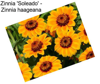 Zinnia \'Soleado\' - Zinnia haageana