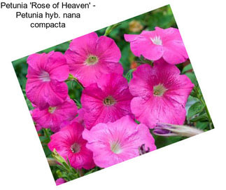 Petunia \'Rose of Heaven\' - Petunia hyb. nana compacta