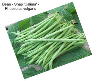 Bean - Snap \'Calima\' - Phaseolus vulgaris