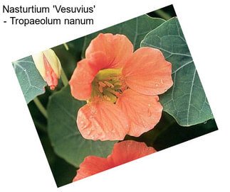 Nasturtium \'Vesuvius\' - Tropaeolum nanum