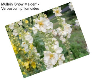 Mullein \'Snow Maiden\' - Verbascum phlomoides