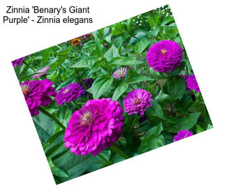 Zinnia \'Benary\'s Giant Purple\' - Zinnia elegans