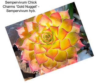 Sempervivum Chick Charms \'Gold Nugget\' - Sempervivum hyb.