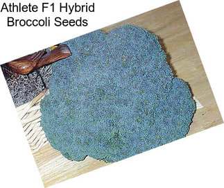 Athlete F1 Hybrid Broccoli Seeds