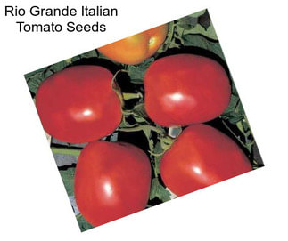 Rio Grande Italian Tomato Seeds