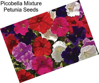 Picobella Mixture Petunia Seeds