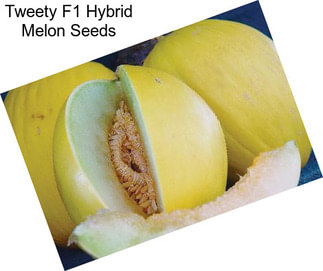 Tweety F1 Hybrid Melon Seeds