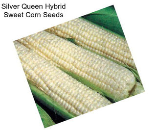 Silver Queen Hybrid Sweet Corn Seeds