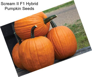 Scream II F1 Hybrid Pumpkin Seeds