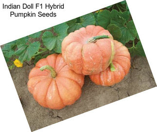 Indian Doll F1 Hybrid Pumpkin Seeds