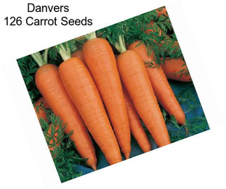 Danvers 126 Carrot Seeds