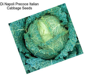 Di Napoli Precoce Italian Cabbage Seeds