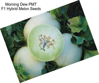 Morning Dew PMT F1 Hybrid Melon Seeds