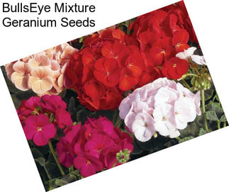 BullsEye Mixture Geranium Seeds