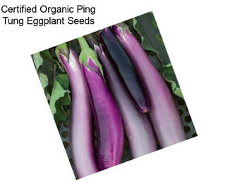 Certified Organic Ping Tung Eggplant Seeds