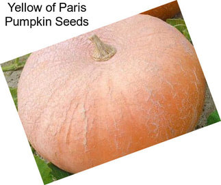 Yellow of Paris Pumpkin Seeds