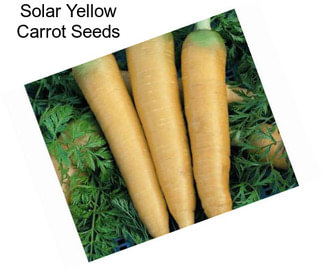 Solar Yellow Carrot Seeds