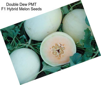 Double Dew PMT F1 Hybrid Melon Seeds