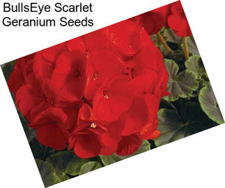 BullsEye Scarlet Geranium Seeds