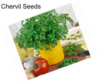 Chervil Seeds