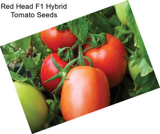 Red Head F1 Hybrid Tomato Seeds