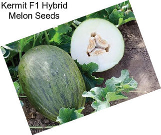 Kermit F1 Hybrid Melon Seeds