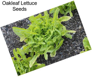 Oakleaf Lettuce Seeds