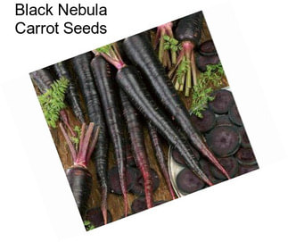 Black Nebula Carrot Seeds