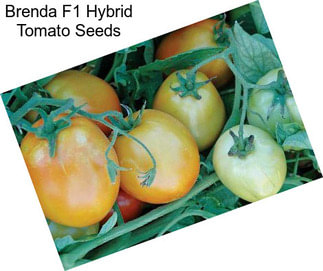 Brenda F1 Hybrid Tomato Seeds