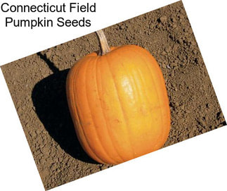 Connecticut Field Pumpkin Seeds