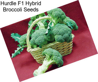 Hurdle F1 Hybrid Broccoli Seeds