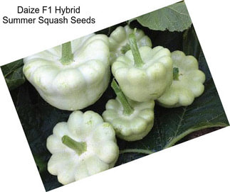 Daize F1 Hybrid Summer Squash Seeds