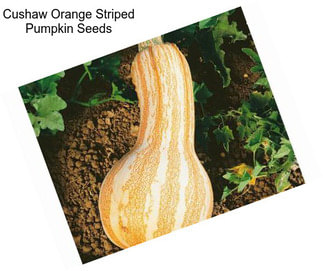 Cushaw Orange Striped Pumpkin Seeds