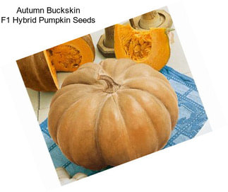 Autumn Buckskin F1 Hybrid Pumpkin Seeds