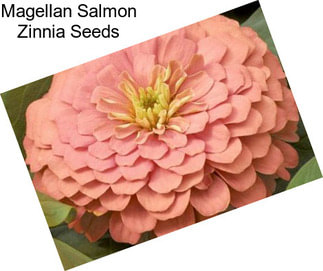 Magellan Salmon Zinnia Seeds