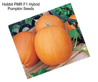 Hobbit PMR F1 Hybrid Pumpkin Seeds