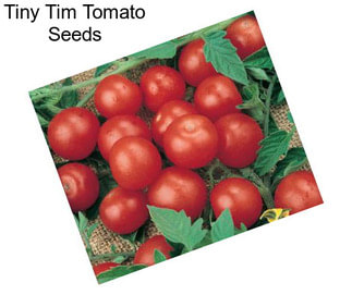 Tiny Tim Tomato Seeds