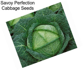 Savoy Perfection Cabbage Seeds