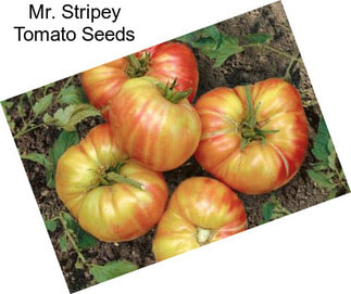 Mr. Stripey Tomato Seeds