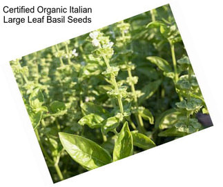 Certified Organic Italian Large Leaf Basil Seeds