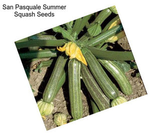 San Pasquale Summer Squash Seeds