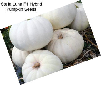 Stella Luna F1 Hybrid Pumpkin Seeds