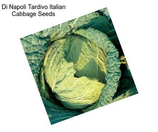 Di Napoli Tardivo Italian Cabbage Seeds