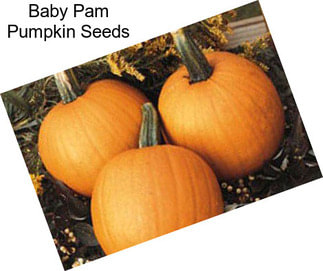 Baby Pam Pumpkin Seeds