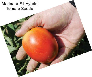 Marinara F1 Hybrid Tomato Seeds