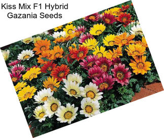 Kiss Mix F1 Hybrid Gazania Seeds