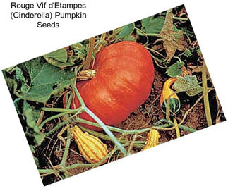 Rouge Vif d\'Etampes (Cinderella) Pumpkin Seeds