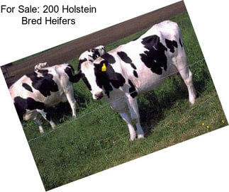 For Sale: 200 Holstein Bred Heifers