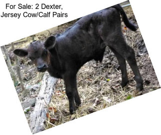 For Sale: 2 Dexter, Jersey Cow/Calf Pairs