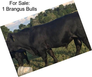 For Sale: 1 Brangus Bulls